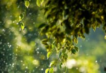 일과 삶의 균형을 찾는 ‘웰니스 문화’, 현대인의 새로운 라이프스타일 트렌드로 부상 selective focus photo of green vine