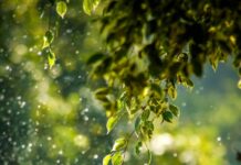 일상 속으로 스며든 웰니스 문화, 건강한 삶을 위한 실천법은? selective focus photo of green vine