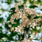 뇌 건강, 작은 습관이 바꾼다…일상 속 실천법 주목 Sunlit white apple blossoms against a blurred green background.